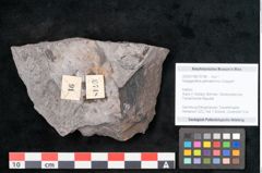 Foto (Objekt + Etikett) von Noeggerathia palmaeformis Goeppert (NHMW-GEO-2024-0188-10748)